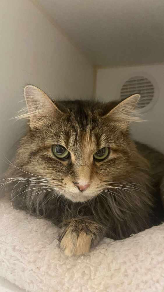 Enlarge Layla Lou, a Adoptable Domestic Medium Hair in Evansville, IN image 3/6