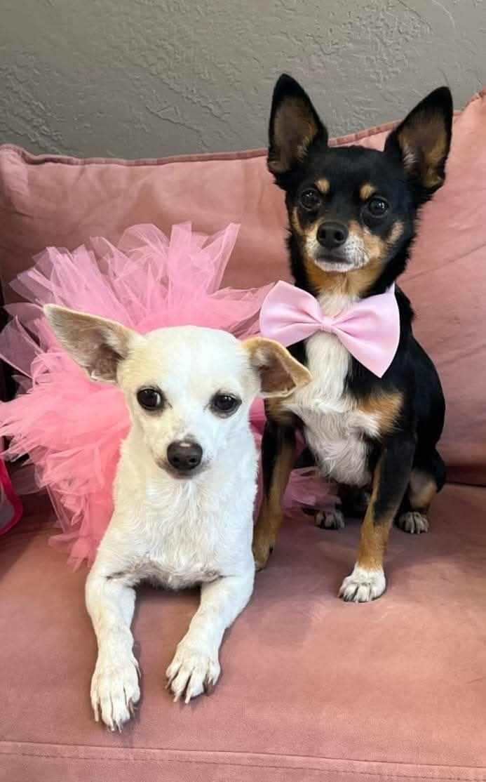 Kennedy and Tony, Adopted, Adult Female Chihuahua.