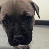 Enlarge Zoozle, a ADOPTABLE mixed breed in Edgewood, NM image 1/1