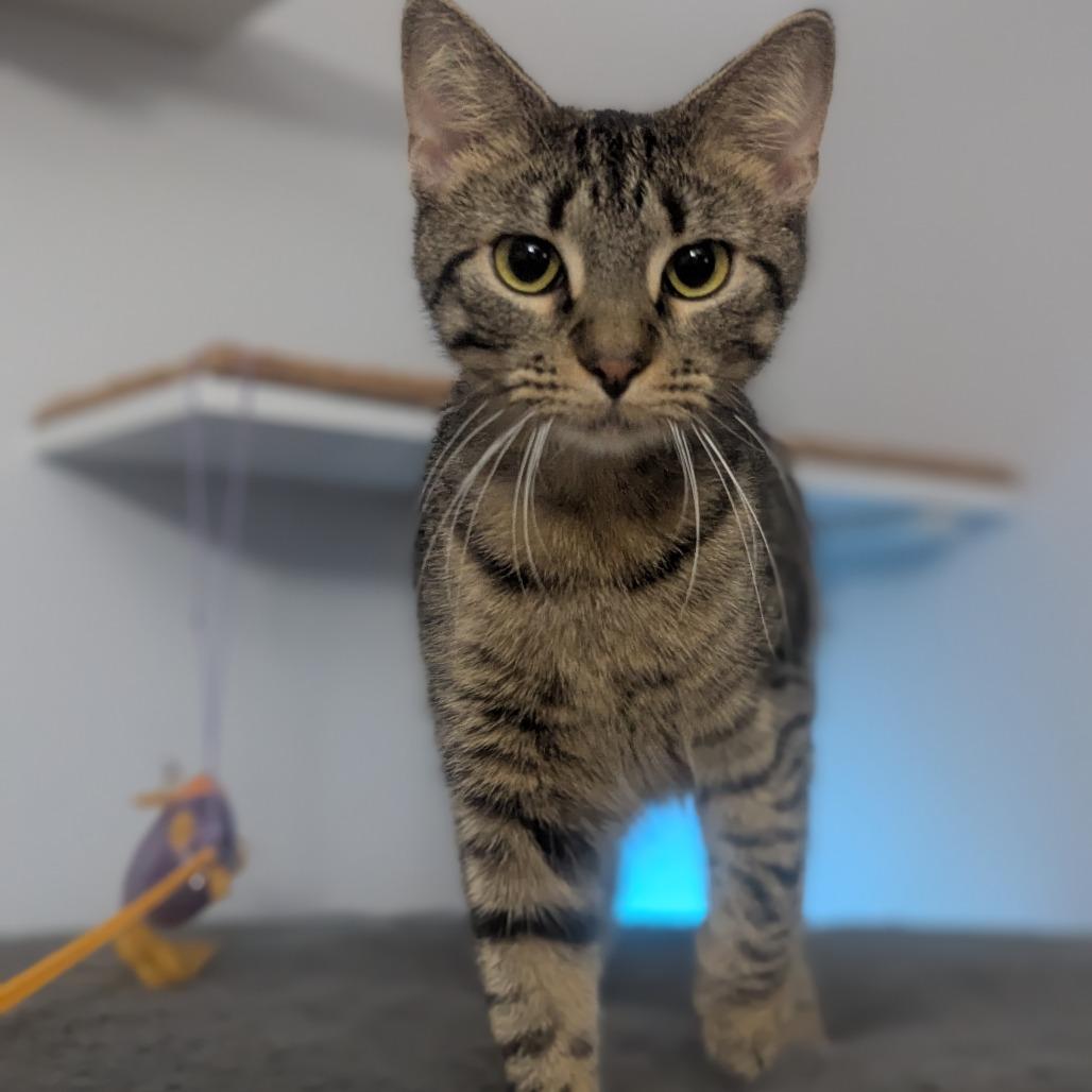 Robin, Adoptable, Young Female Domestic Short Hair.