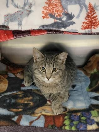 Chestnut Working Cat, Adoptable, Adult Male Domestic Short Hair & Domestic Short Hair.