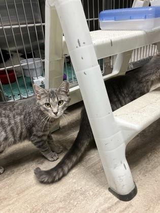 Chestnut Working Cat, Adoptable, Adult Male Domestic Short Hair & Domestic Short Hair.