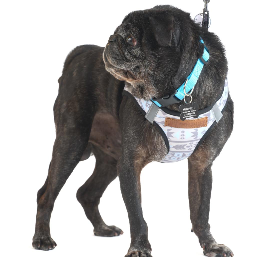 Gruyere 13940, Adoptable, Senior Male Pug.