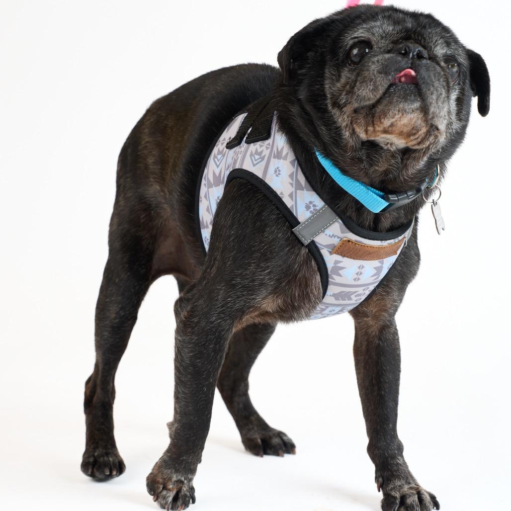 Enlarge Gruyere 13940, a Adoptable Pug in San Francisco, CA image 2/4