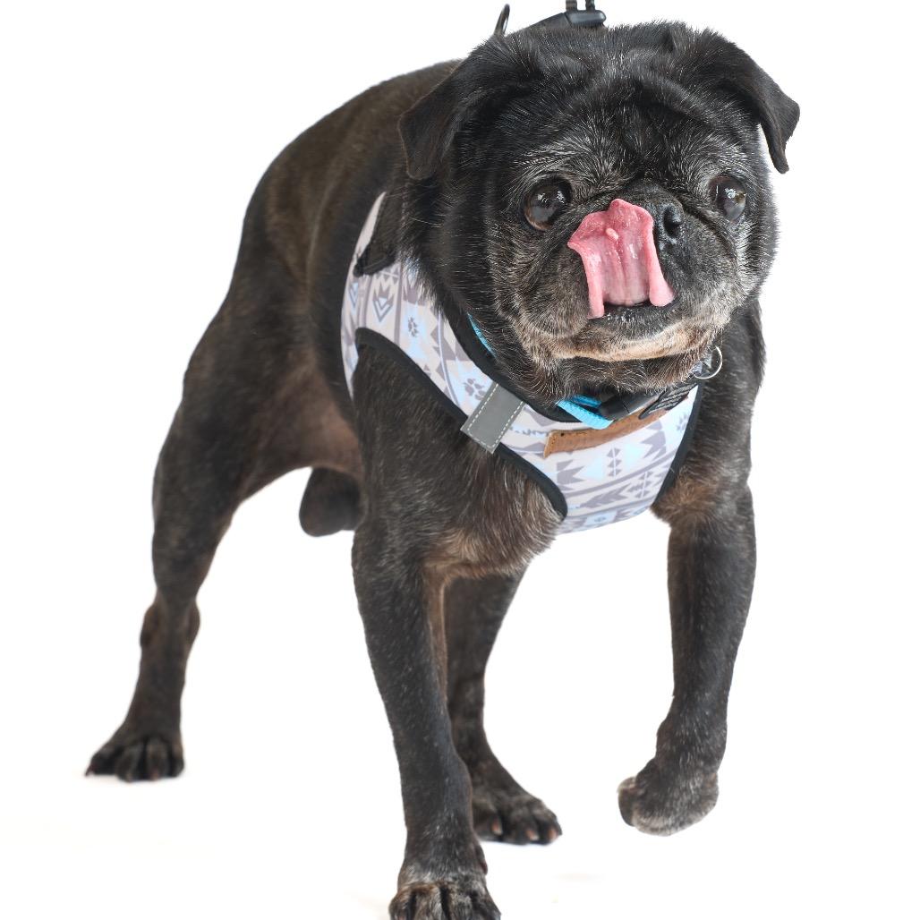 Enlarge Gruyere 13940, a Adoptable Pug in San Francisco, CA image 3/4