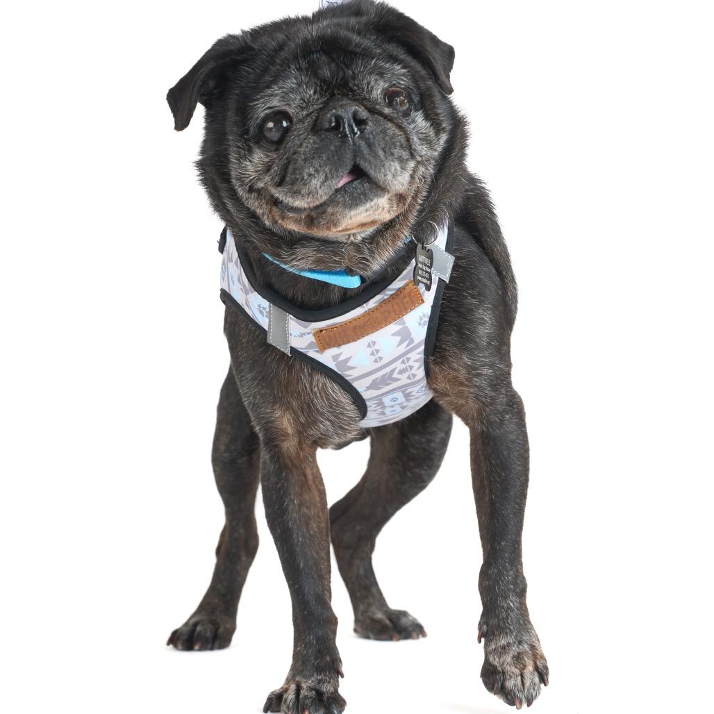 Enlarge Gruyere 13940, a Adoptable Pug in San Francisco, CA image 4/4