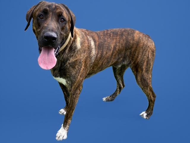 Enlarge NORRIS, a Adoptable mixed breed in Sarasota, FL image 1/1