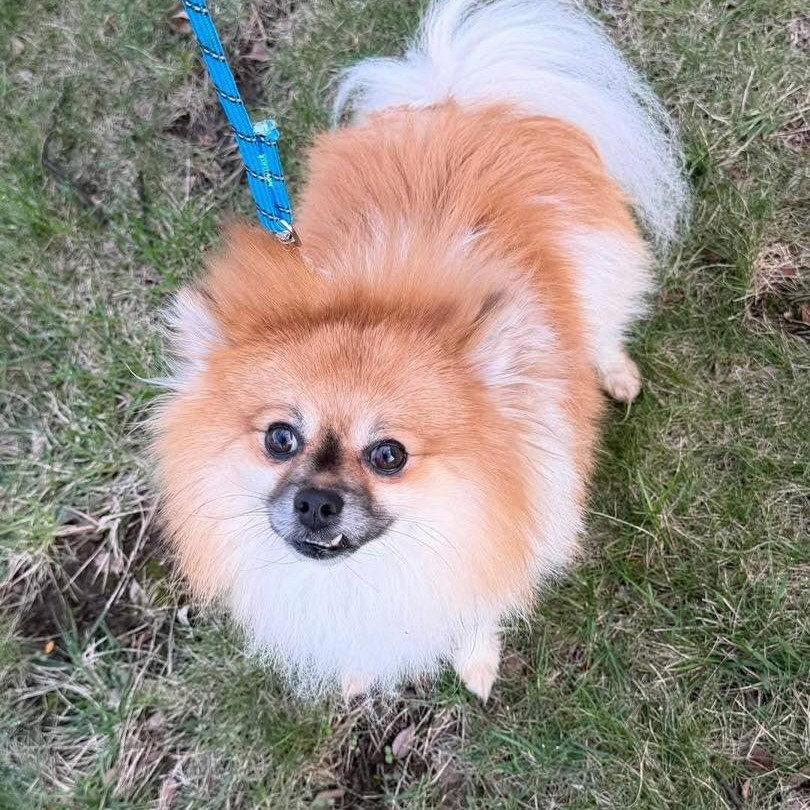 Enlarge Poppy, a Adoptable Pomeranian in Whitehall, PA image 1/1