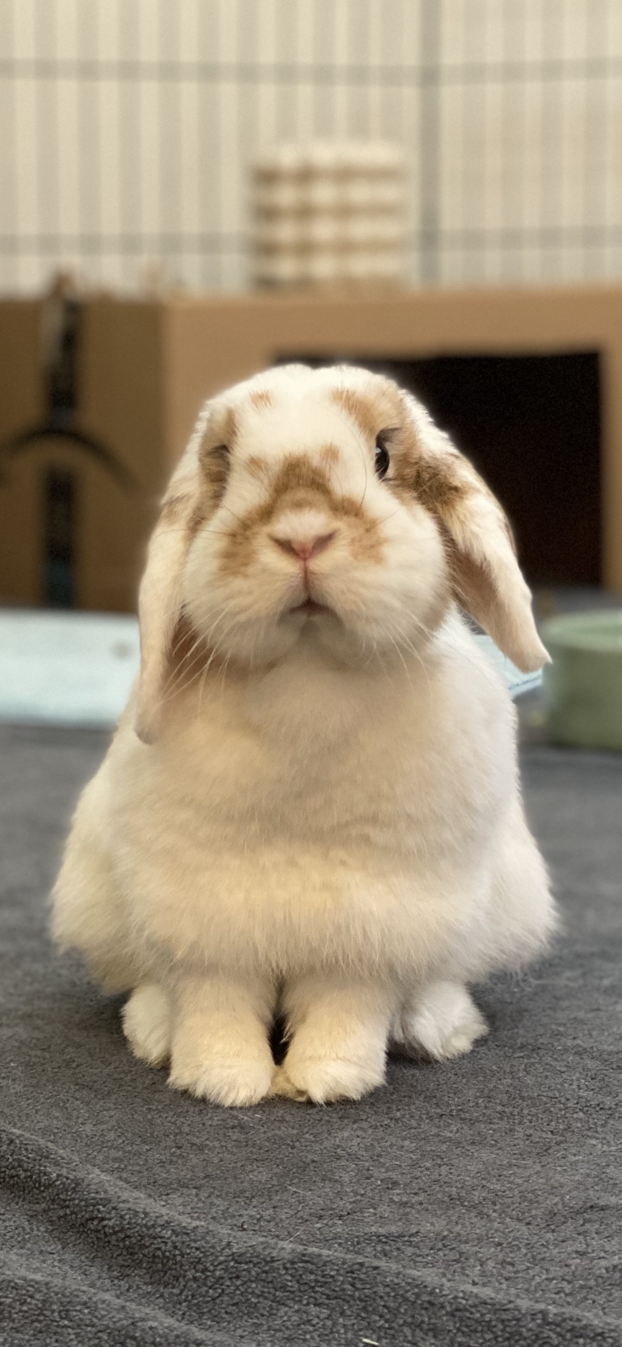 Tofu photo 2