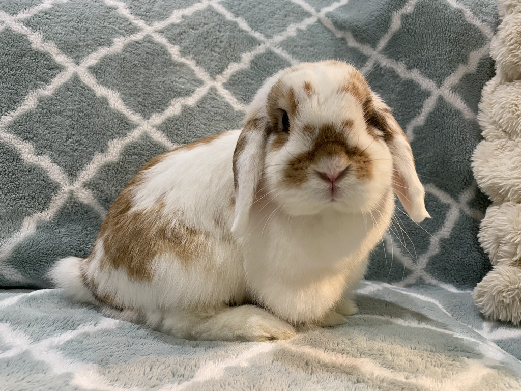 Tofu photo 3