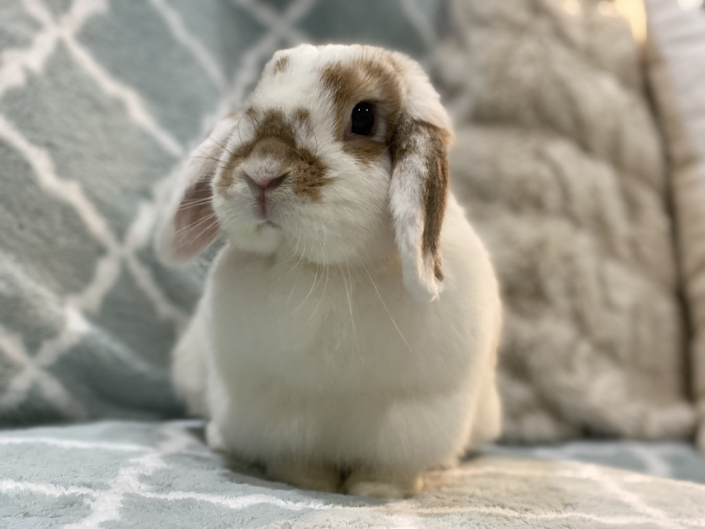 Tofu