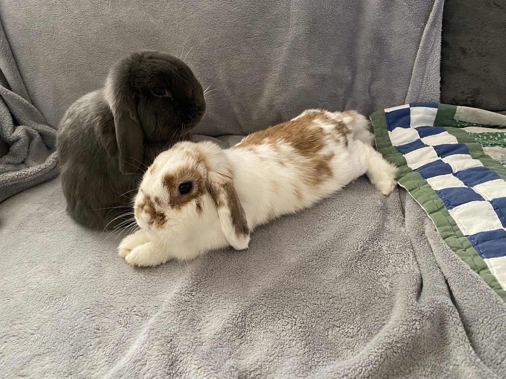 Tofu, a Adoptable mixed breed in Los Angeles, CA image 4/12