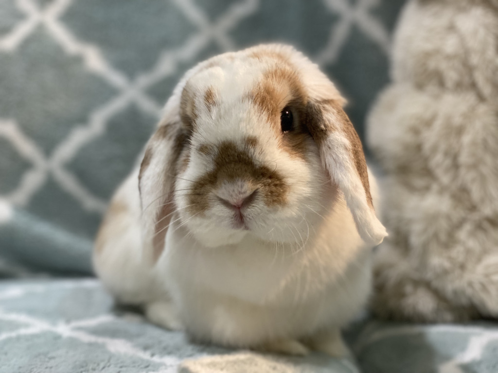 Tofu, a Adoptable mixed breed in Los Angeles, CA image 5/12