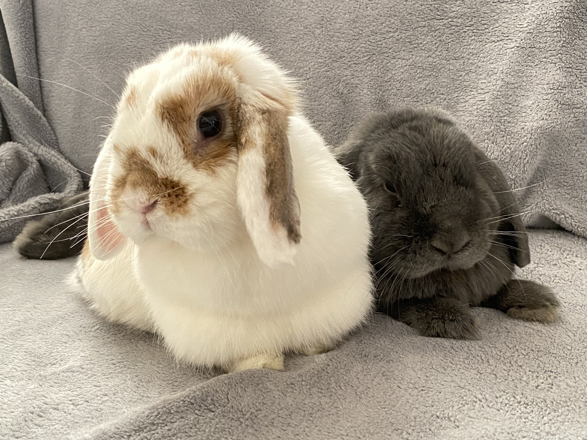 Tofu photo 6