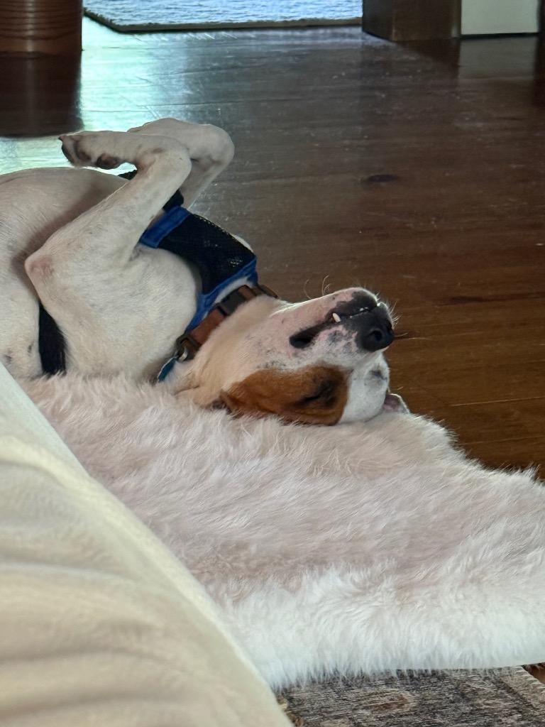 Max, Adoptable, Adult Male American Bulldog.