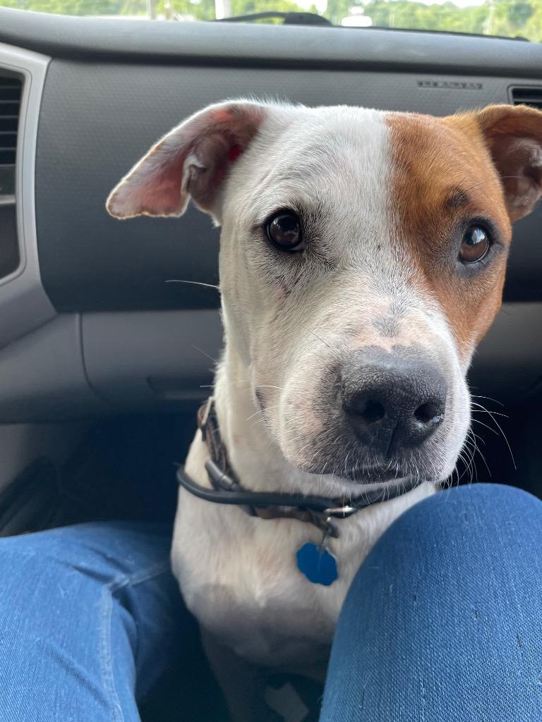 Enlarge Max, a Adoptable American Bulldog in Dalton, GA image 2/2