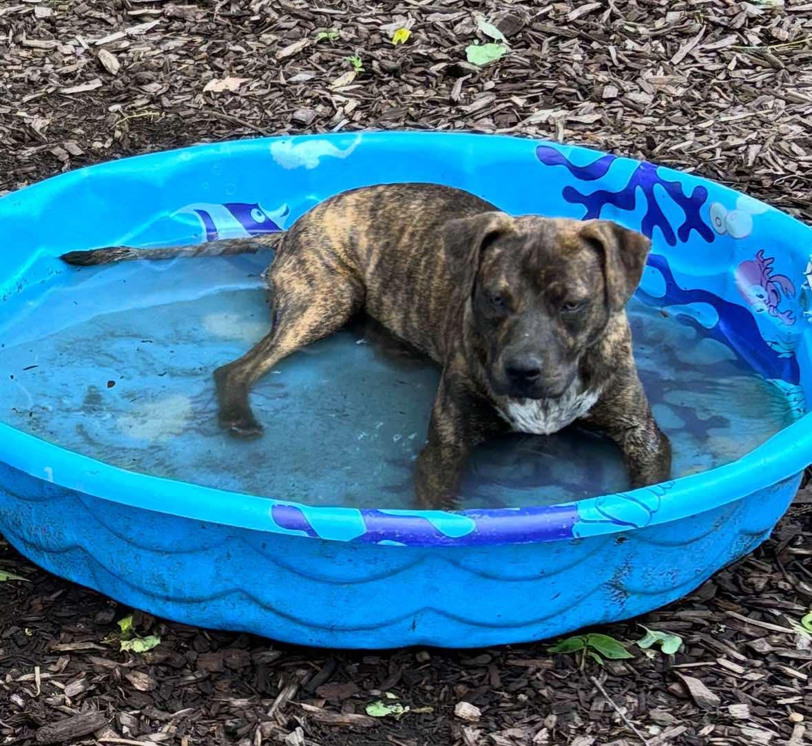 Reanne, a Adoptable mixed breed in New Windsor, NY image 1/3