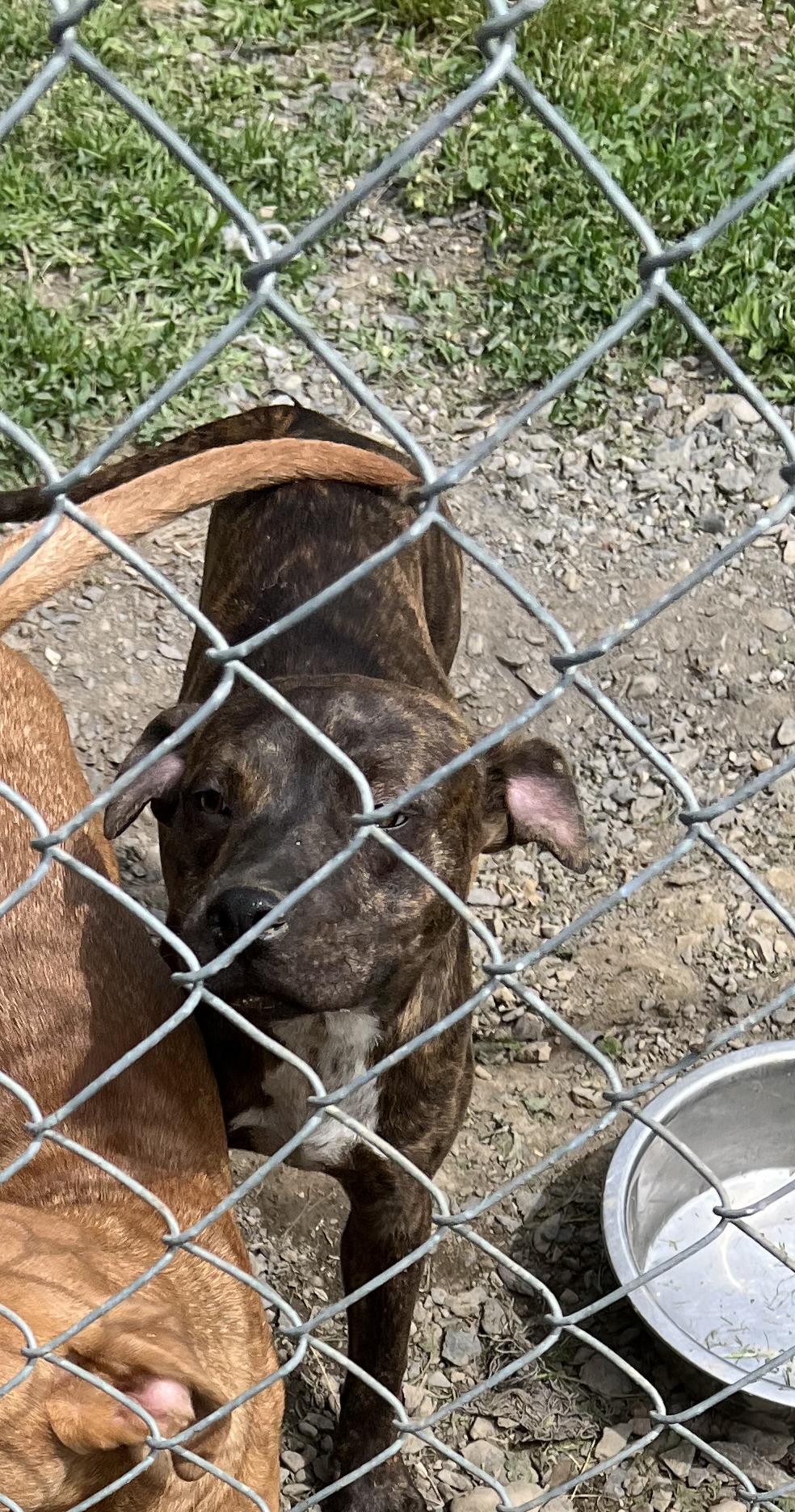 Reanne, a Adoptable mixed breed in New Windsor, NY image 2/3