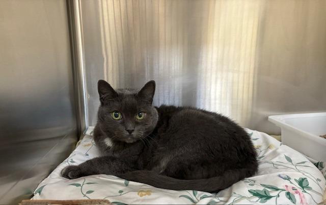 Enlarge Myst, a Adoptable mixed breed in Pomona, NY image 1/5