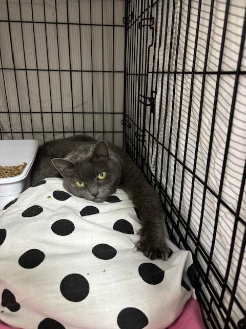 Enlarge Myst, a Adoptable mixed breed in Pomona, NY image 2/5