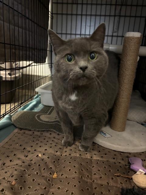 Enlarge Myst, a Adoptable mixed breed in Pomona, NY image 3/5