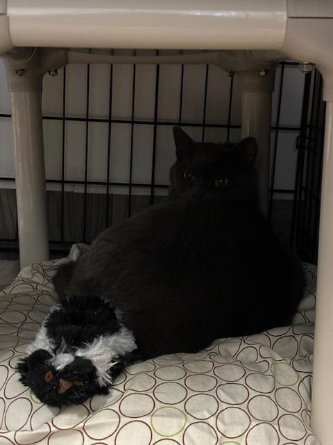 Enlarge Myst, a Adoptable mixed breed in Pomona, NY image 4/5