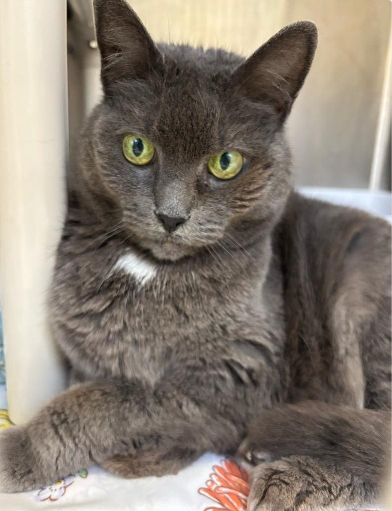 Enlarge Myst, a Adoptable mixed breed in Pomona, NY image 5/5