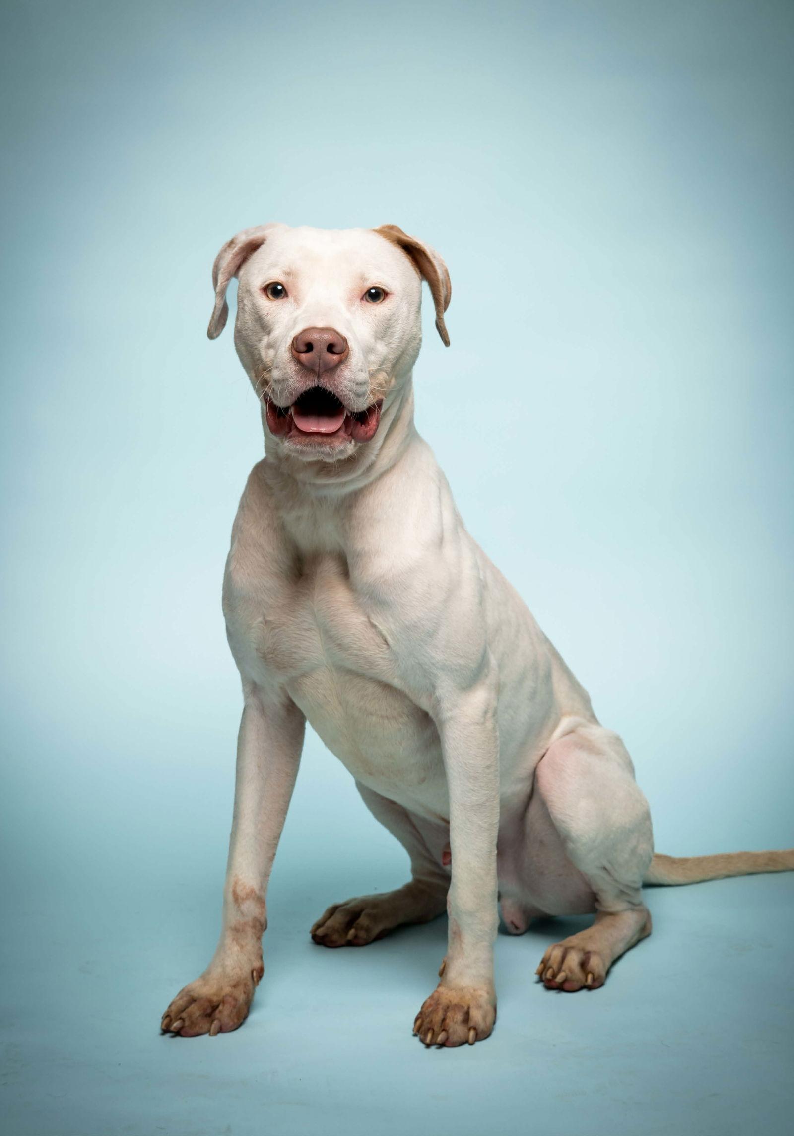 Enlarge Boondock, a Adoptable mixed breed in Richardson, TX image 1/1