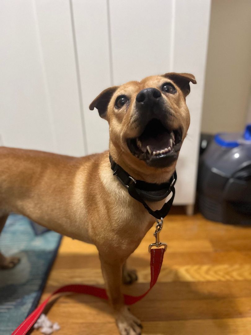 PEPPA, a Adoptable Terrier in New York, NY image 2/6