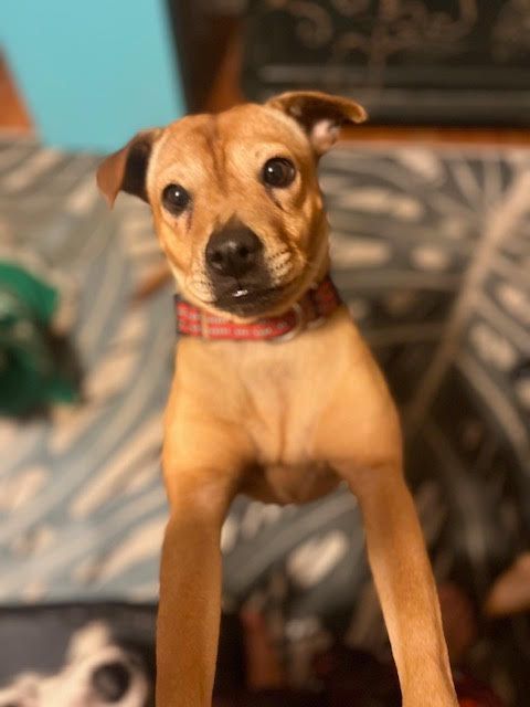 PEPPA, Adoptable, Adult Female Terrier.