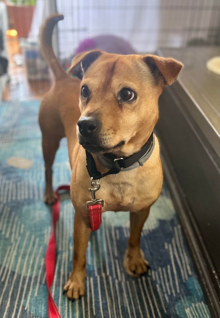 PEPPA, a Adoptable Terrier in New York, NY image 6/6