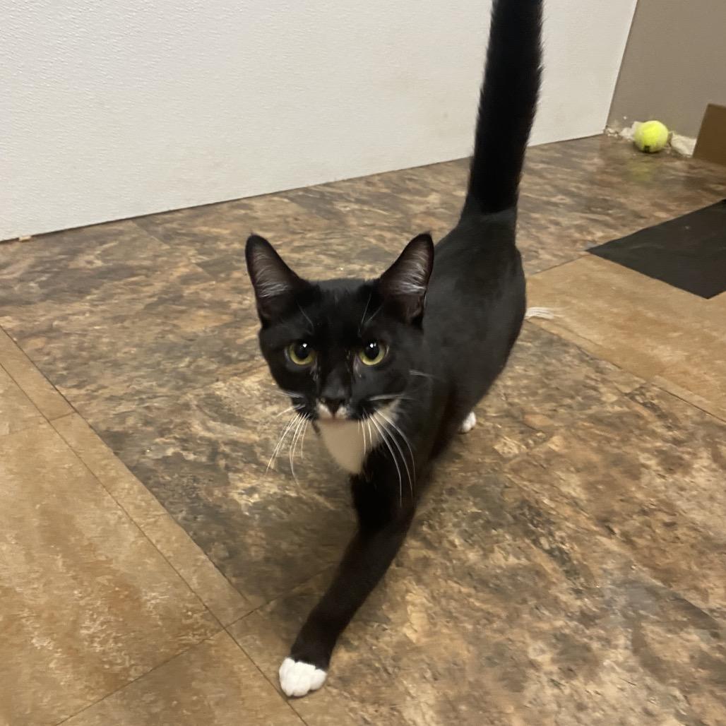 Milk Mustache, Adoptable, Young Male Domestic Short Hair.