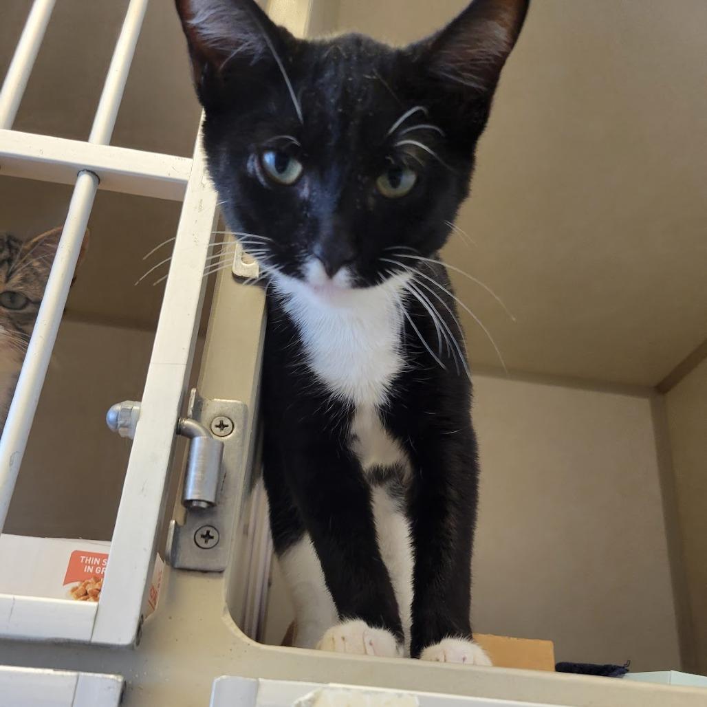 Enlarge Milk Mustache, a Adoptable Domestic Short Hair in Westminster, CA image 2/3