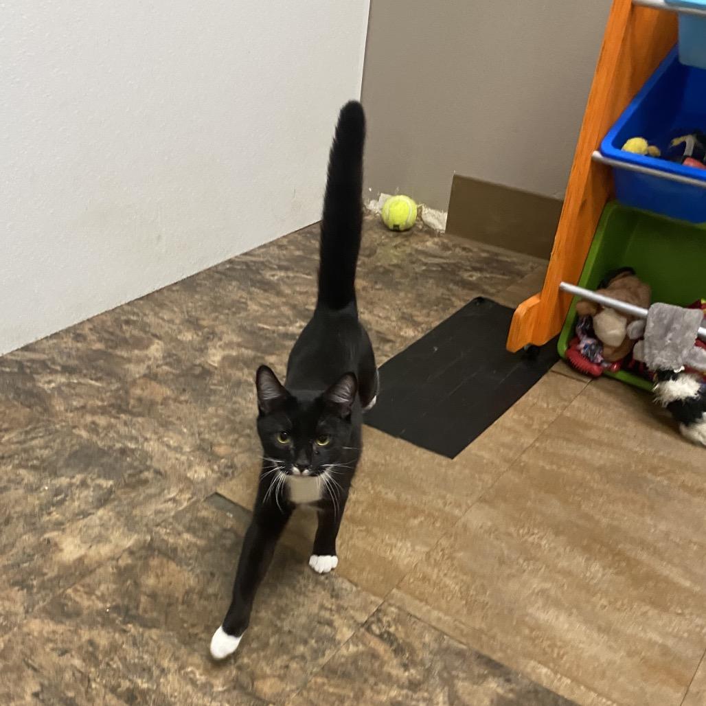 Enlarge Milk Mustache, a Adoptable Domestic Short Hair in Westminster, CA image 3/3