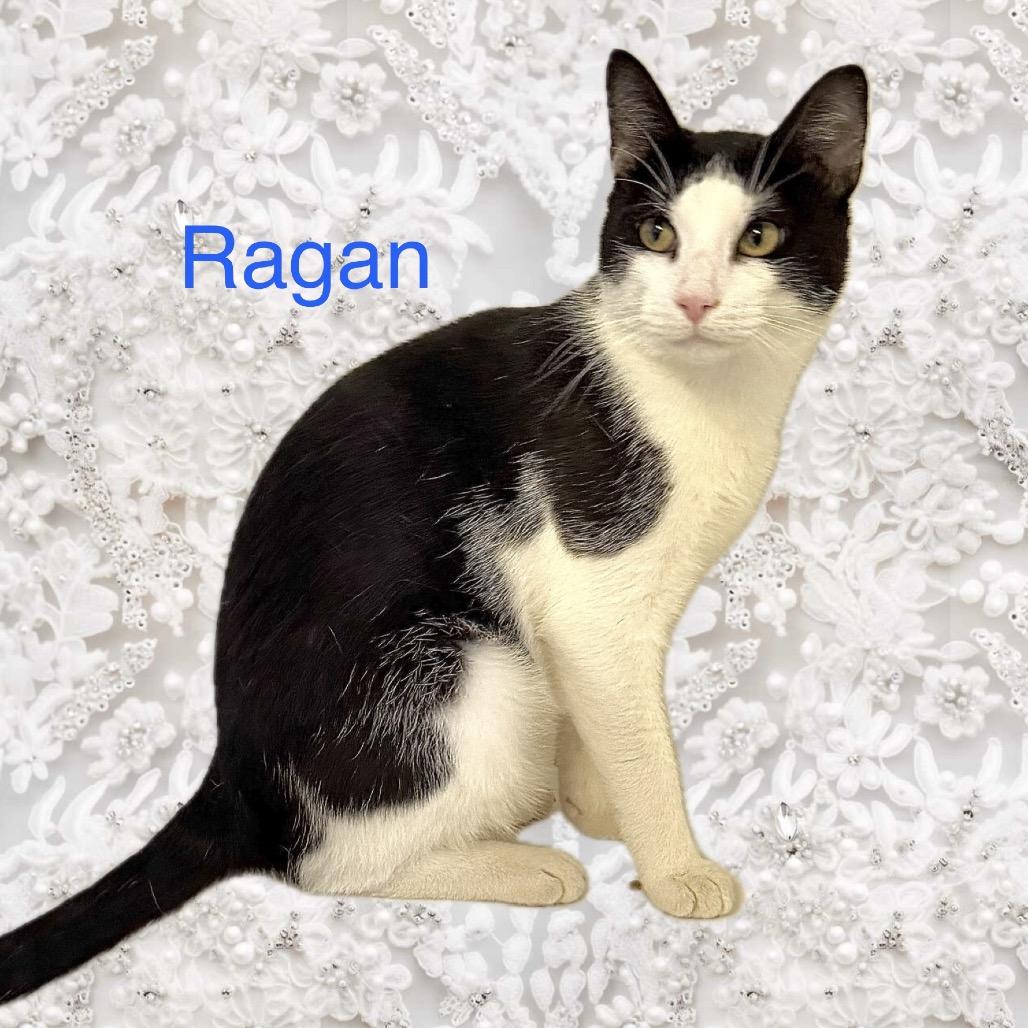 Ragan, Adoptable, Adult Male Domestic Short Hair.