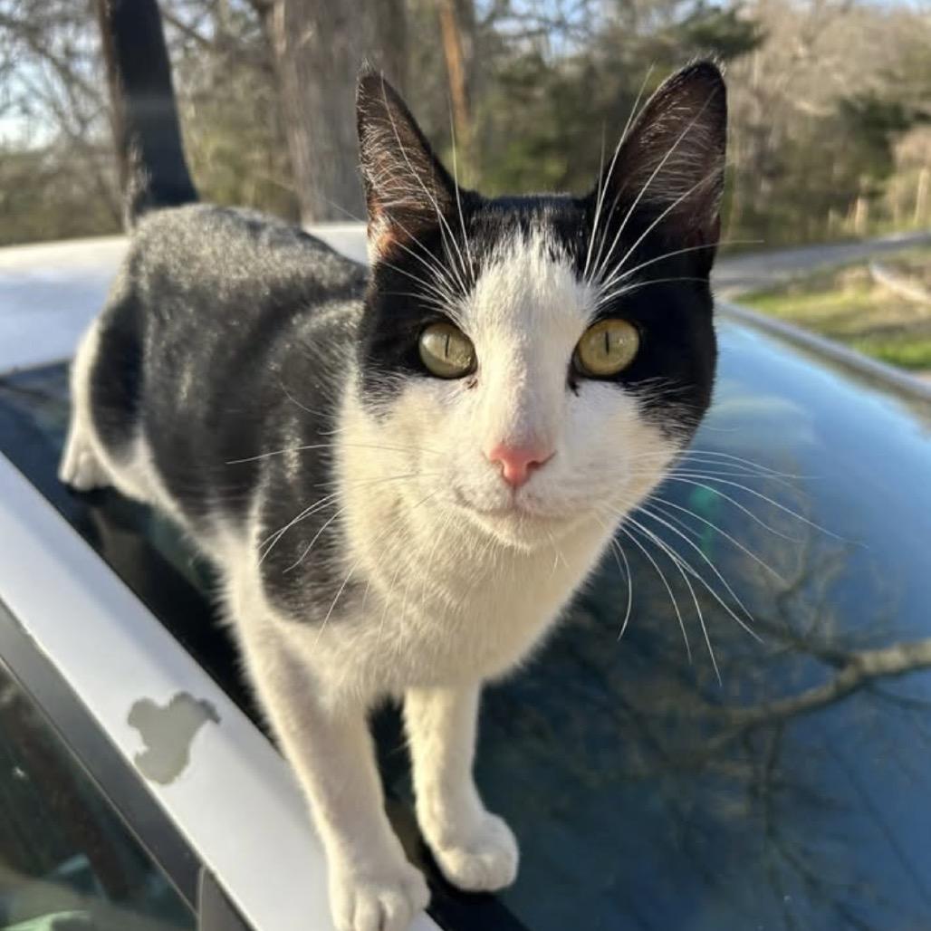 Ragan, Adoptable, Adult Male Domestic Short Hair.