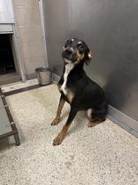 Lulu 58907955 Mixed Breed Dog