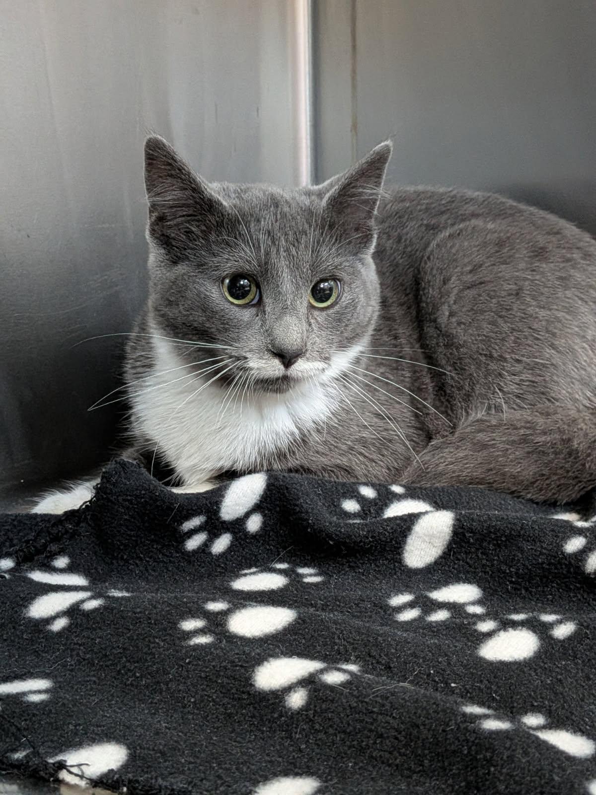 Enlarge Praline, a Adopted Domestic Short Hair in wetaskiwin, AB image 1/1
