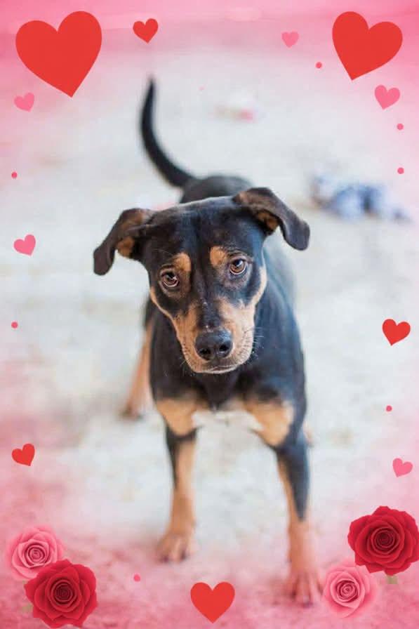 Ace, ADOPTABLE, Adult Female Mixed Breed.