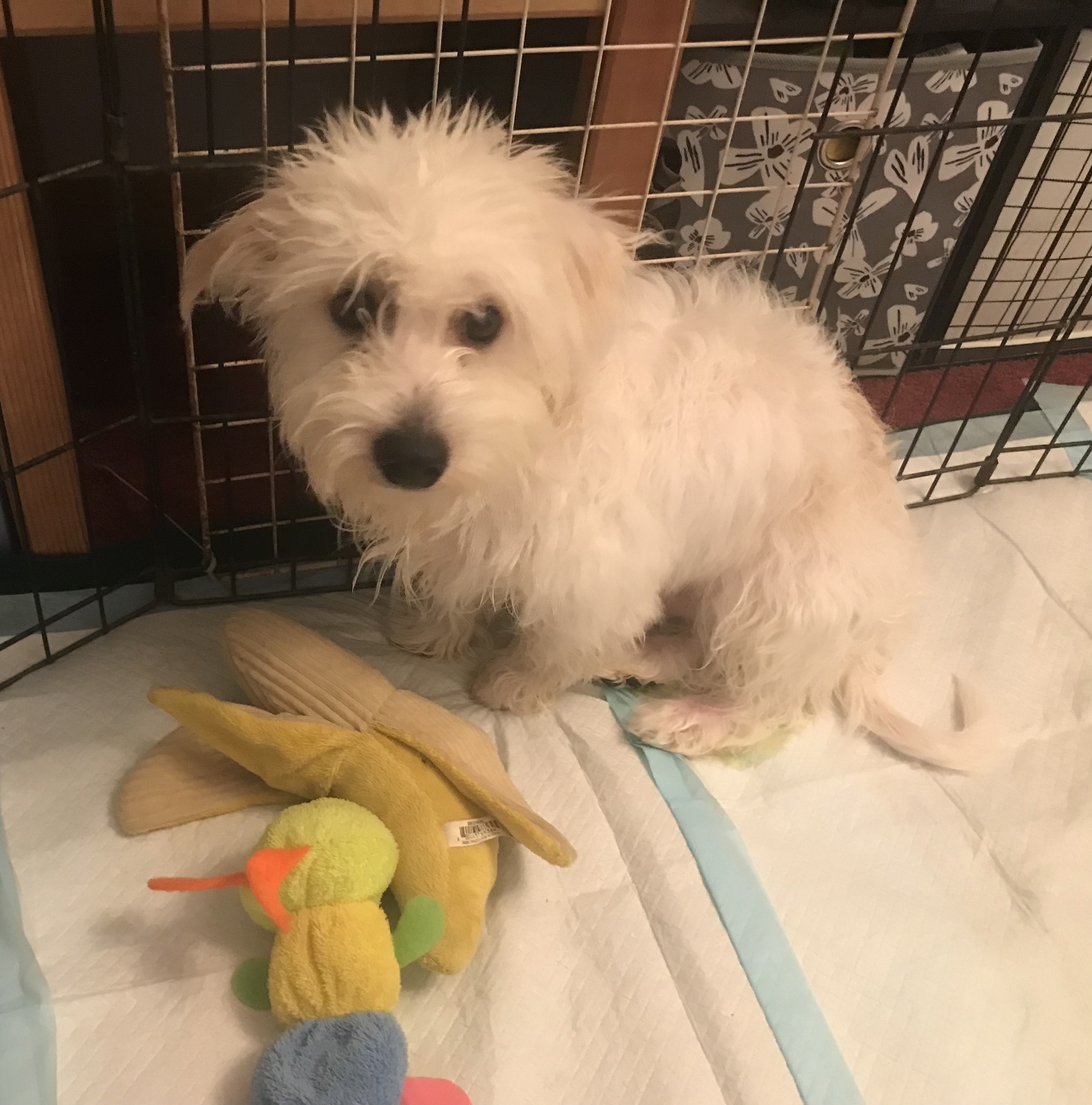 Small Dog Rescue Rossford Ohio - lks56fj