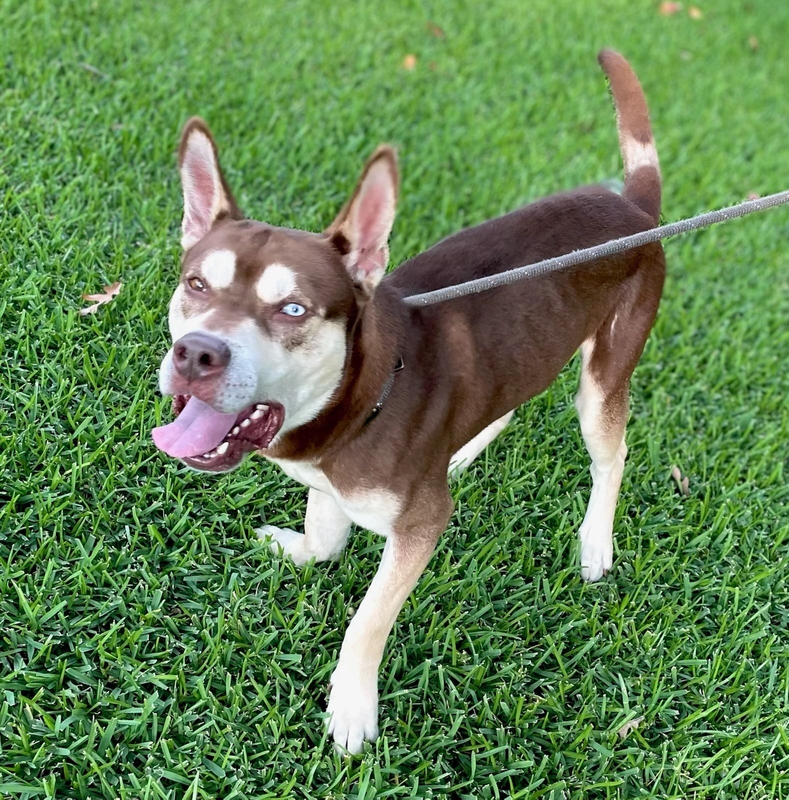 Bear, ADOPTABLE, Young Male Husky.