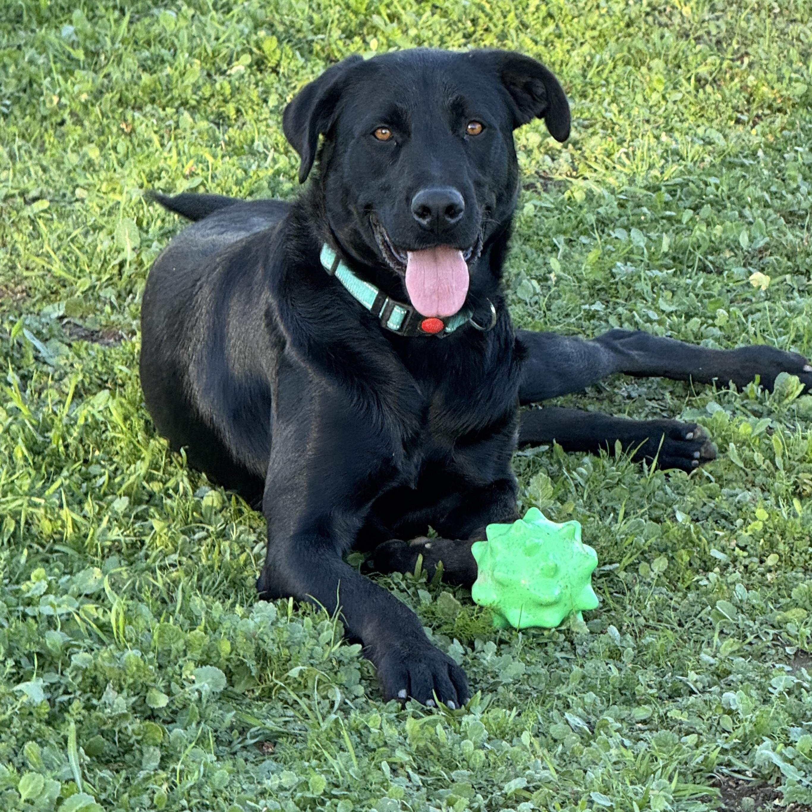 KAI, Adoptable, Young Female Black Labrador Retriever.