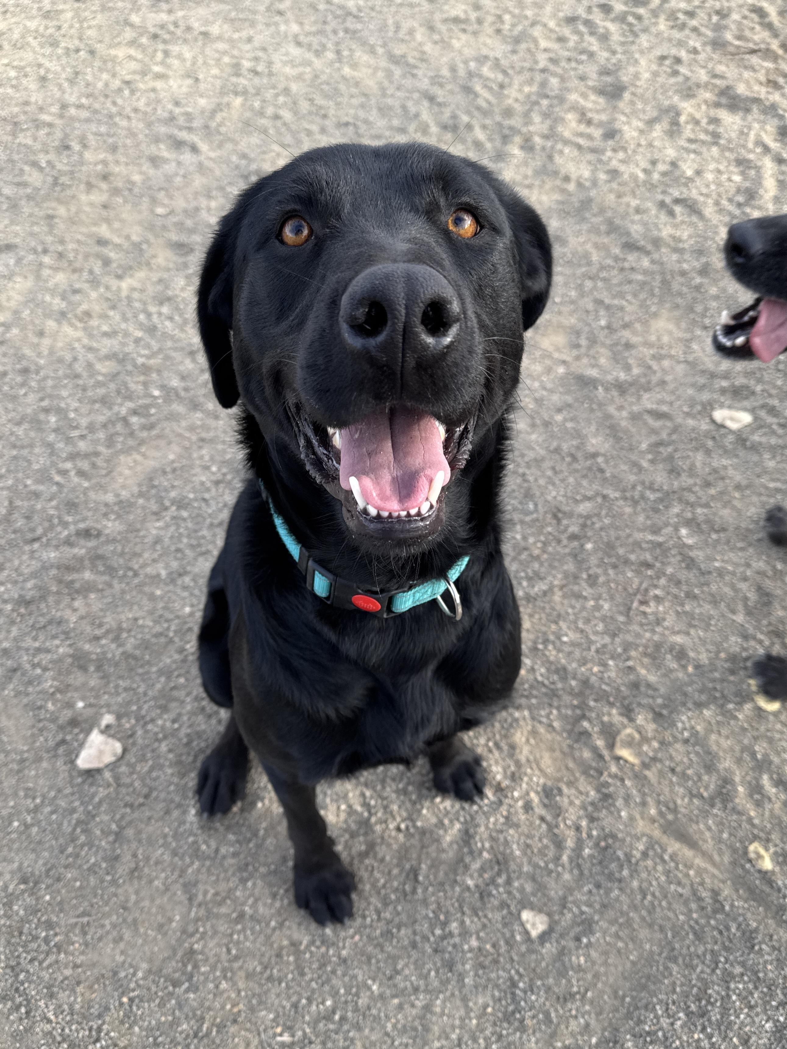 Enlarge KAI, a Adoptable mixed breed in Perris, CA image 2/4