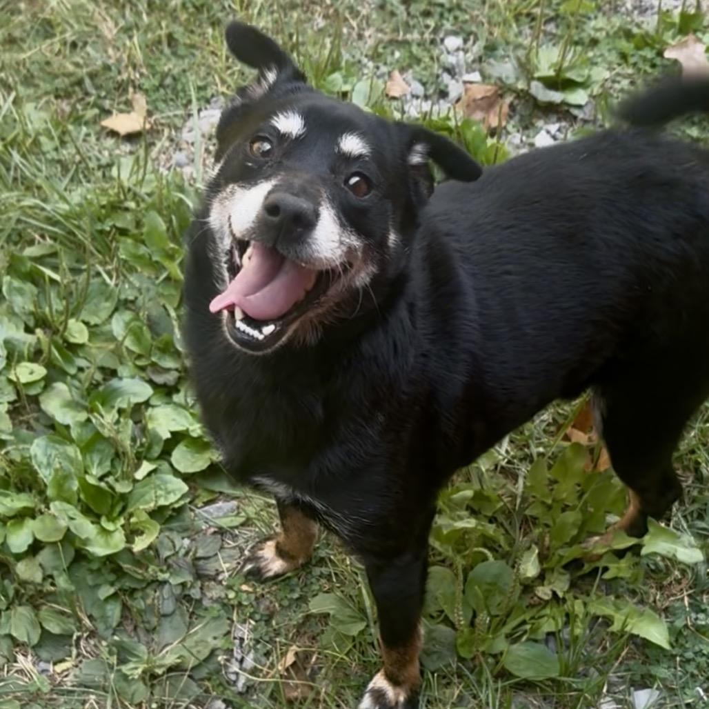 Enlarge Bruce, a Adoptable Mixed Breed in Fairmont, WV image 1/1