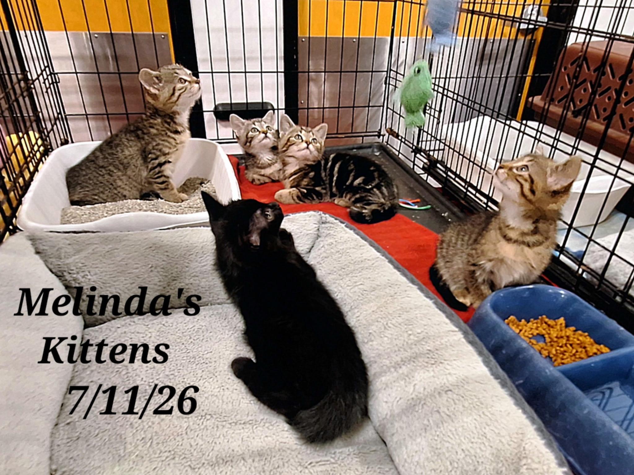 Melindas Kittens, ADOPTABLE, Kitten Male American Shorthair.