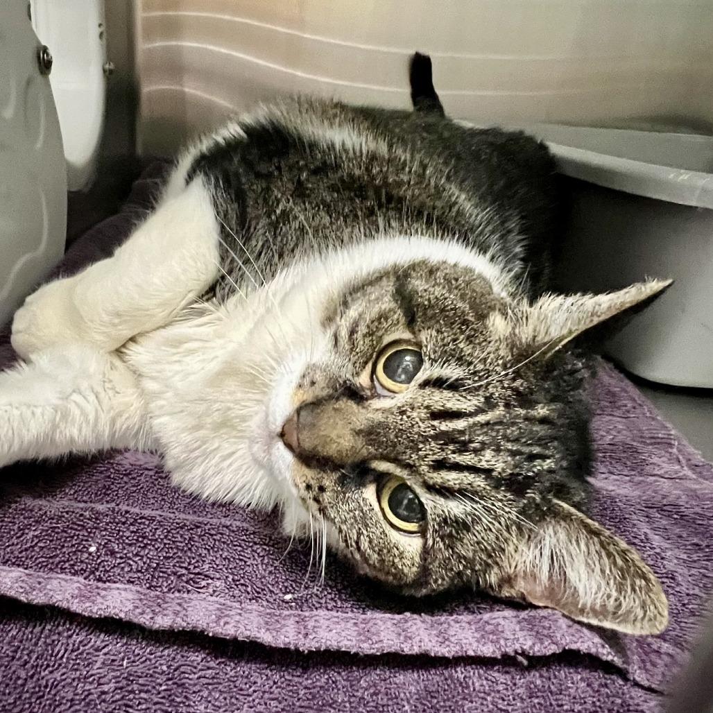 Enlarge Huckleberry Pie, a Adoptable Domestic Short Hair in Tacoma, WA image 1/2
