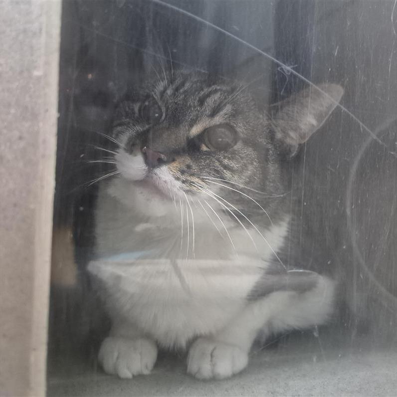Enlarge Huckleberry Pie, a Adoptable Domestic Short Hair in Tacoma, WA image 2/2