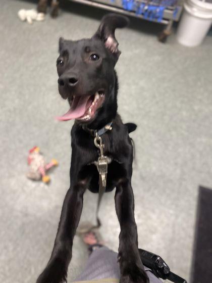 Shadow, Adoptable, Puppy Male German Shepherd Dog & Mixed Breed.