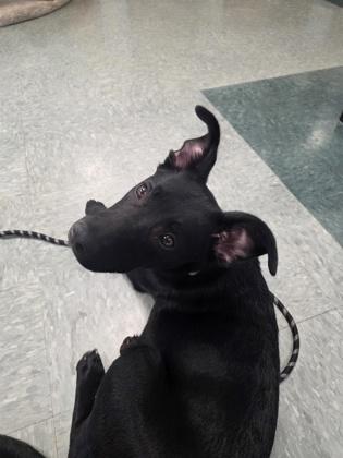 Shadow, a Adoptable mixed breed in Shawano, WI image 2/3
