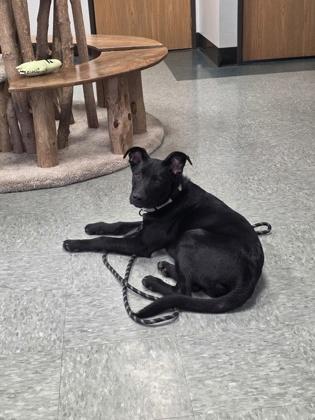 Shadow, a Adoptable mixed breed in Shawano, WI image 3/3